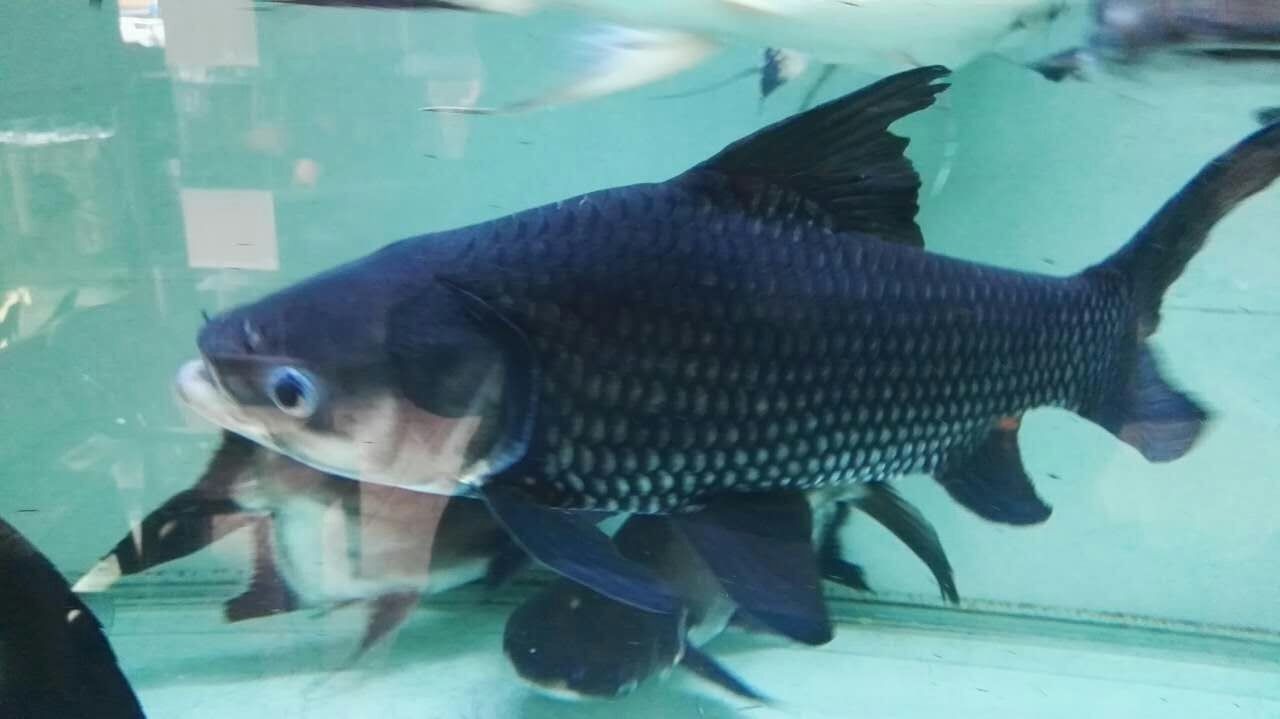 Hordaland Siamese giant carp