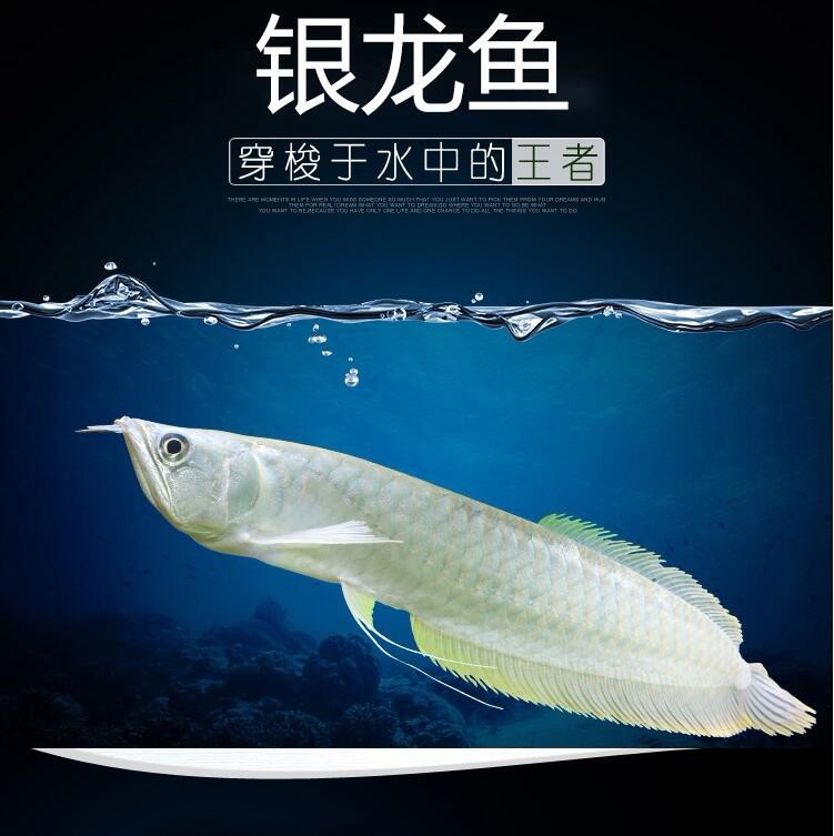 Hordaland Silver Arowana