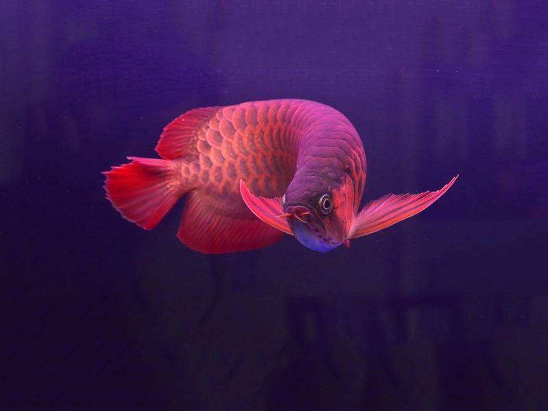 Hordaland Chili red arowana 2